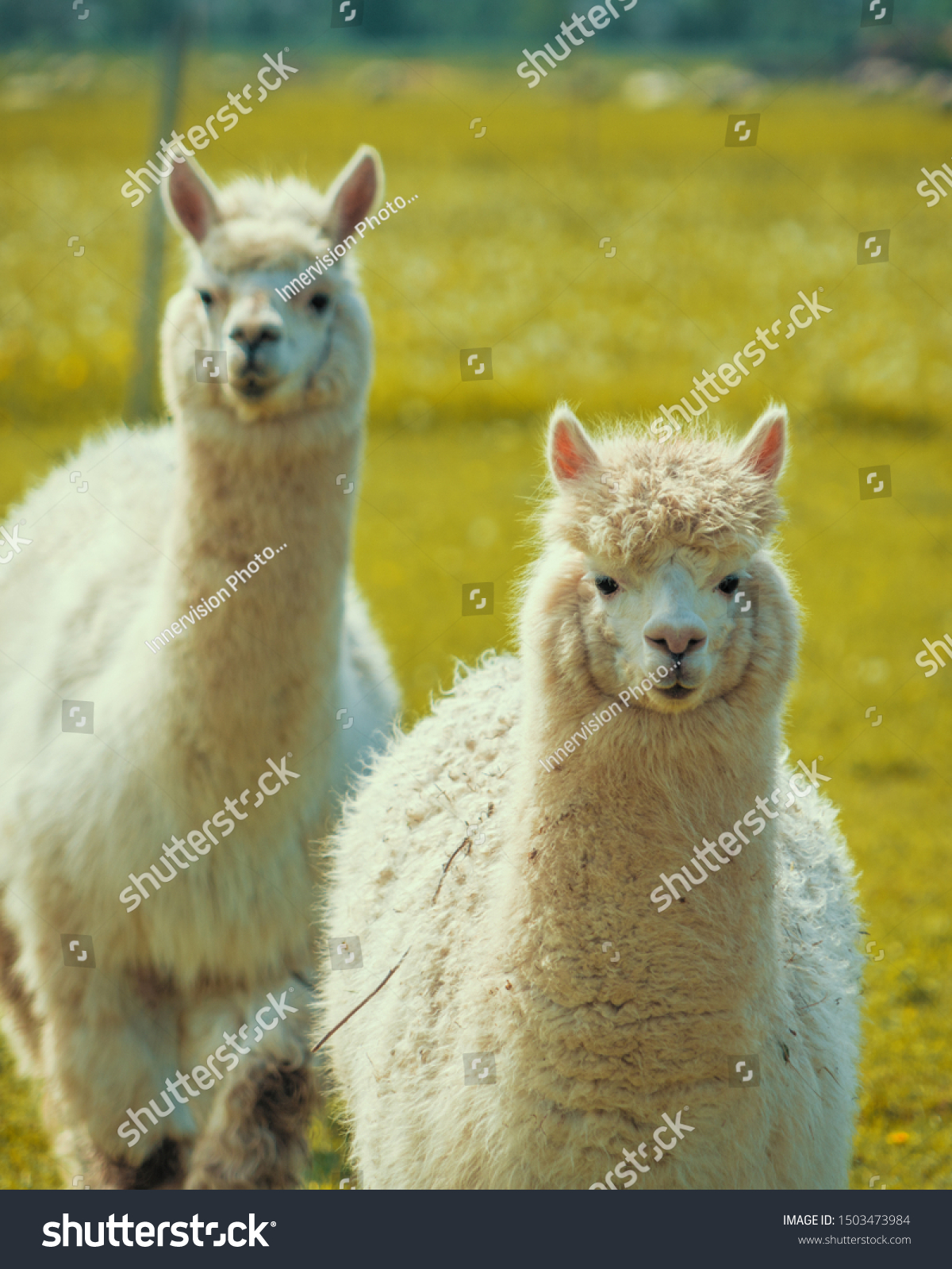 Cute Alpacas Farm Stock Photo Edit Now