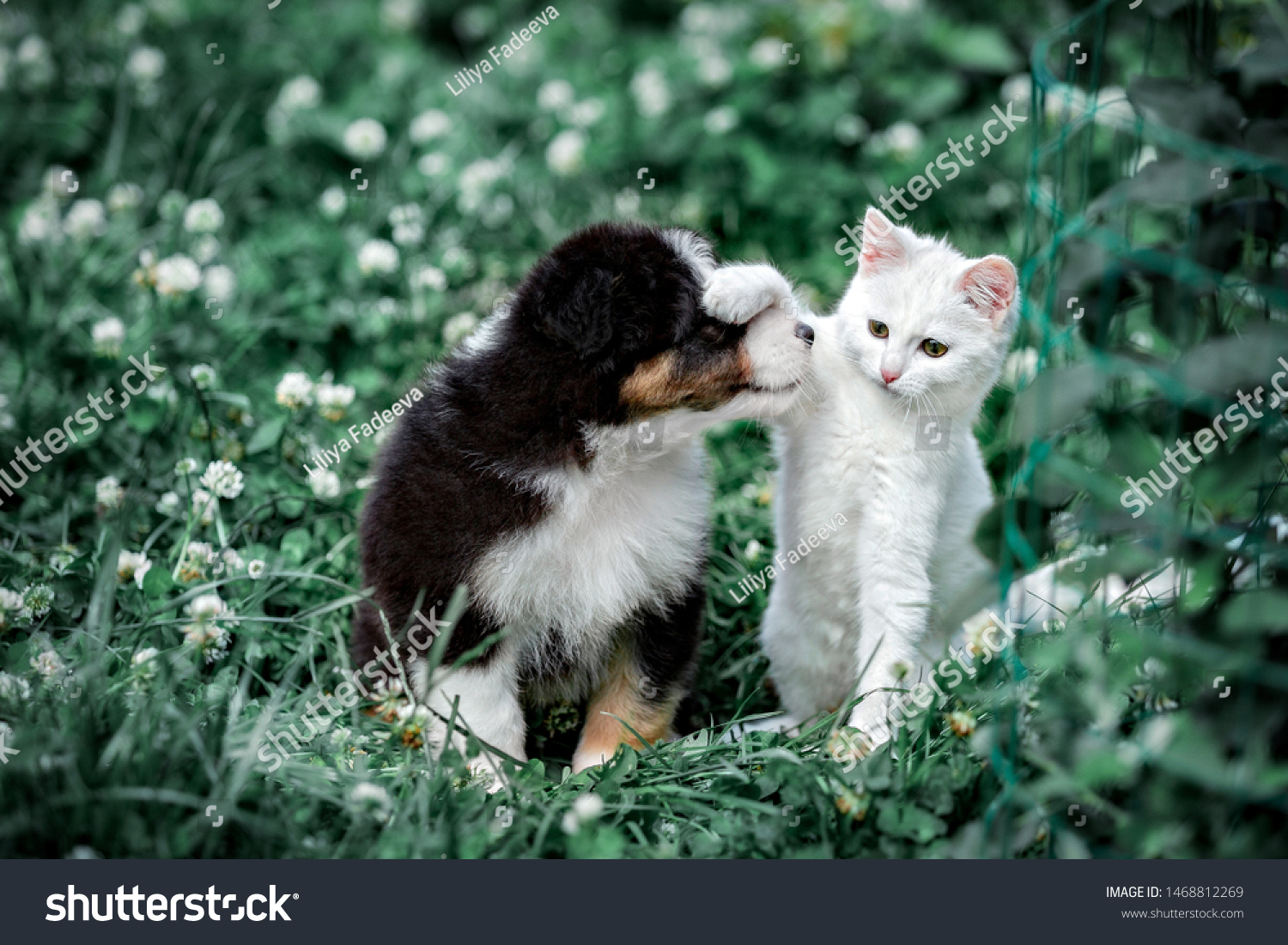 Cute Australian Shepherd Puppy White Kitten Stock Photo Edit Now