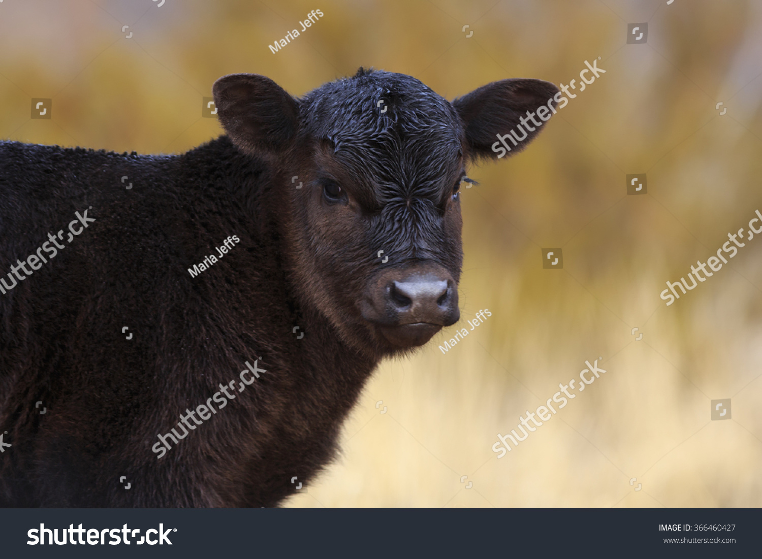 Cute Baby Black Angus Calf, Utah, Usa. Stock Photo 366460427 : Shutterstock