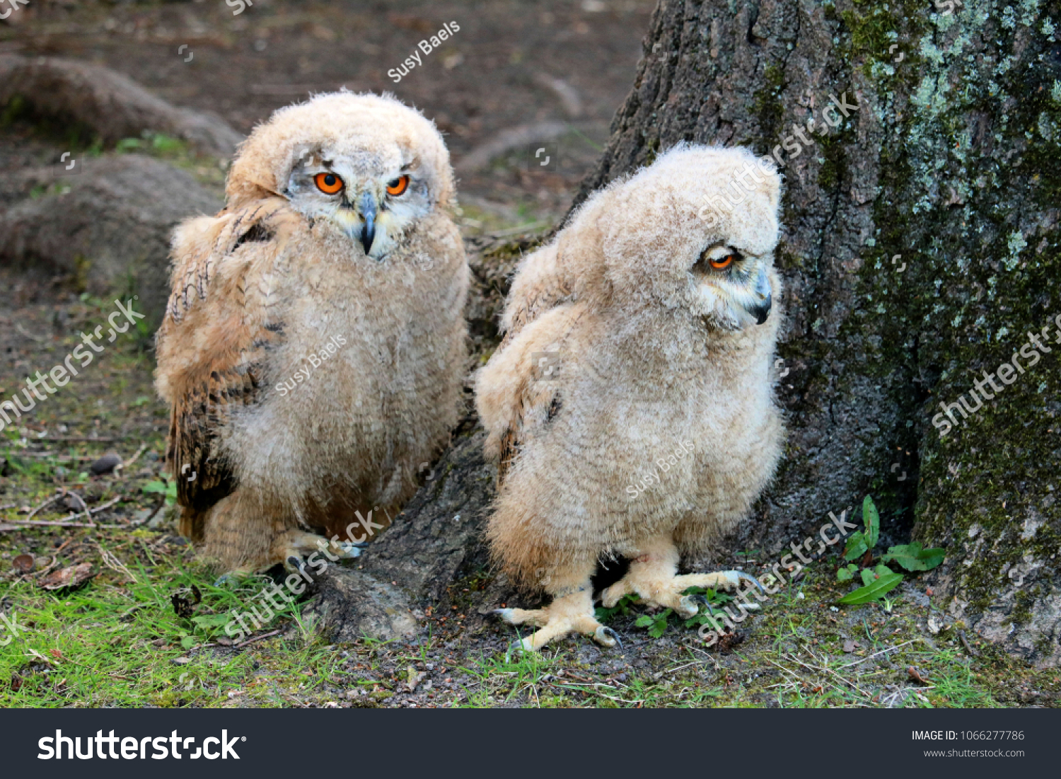 Cute Baby Eagle Owls Stock Photo Edit Now 1066277786 Shutterstock