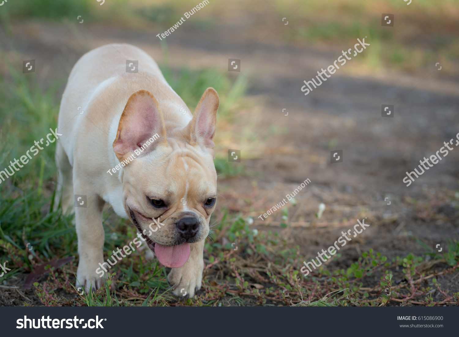 Cute Baby French Bulldog Playing Local Stock Photo Edit Now