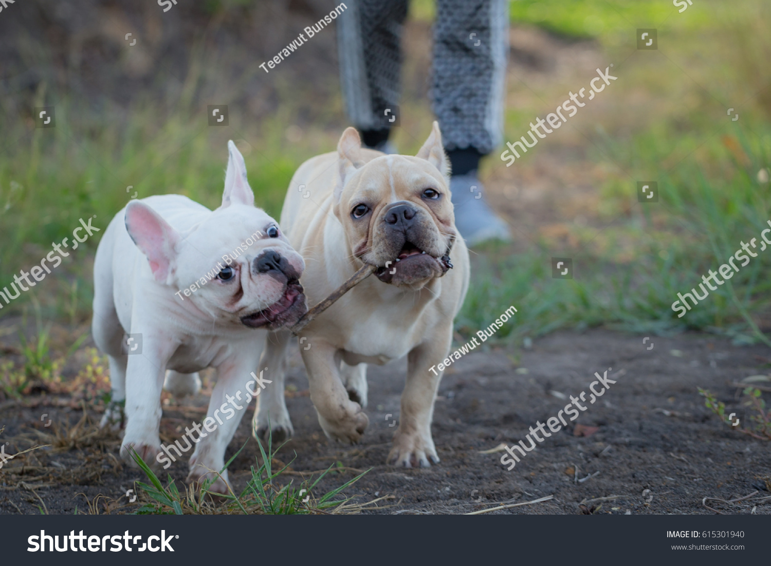 Cute Baby French Bulldog Playing Local Stock Photo Edit Now