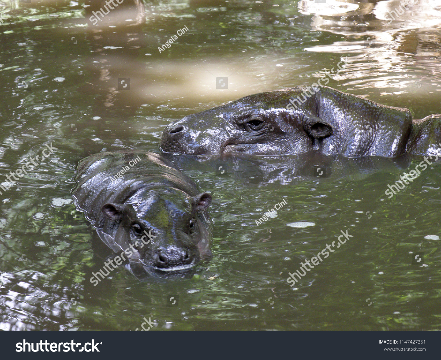 Cute Baby Hippo Adult Hippopotamus Water Stock Photo Edit Now