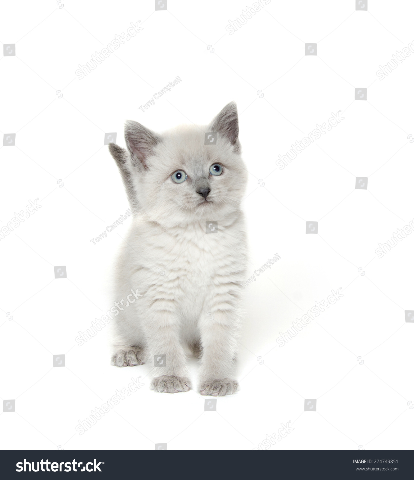 My Image 3