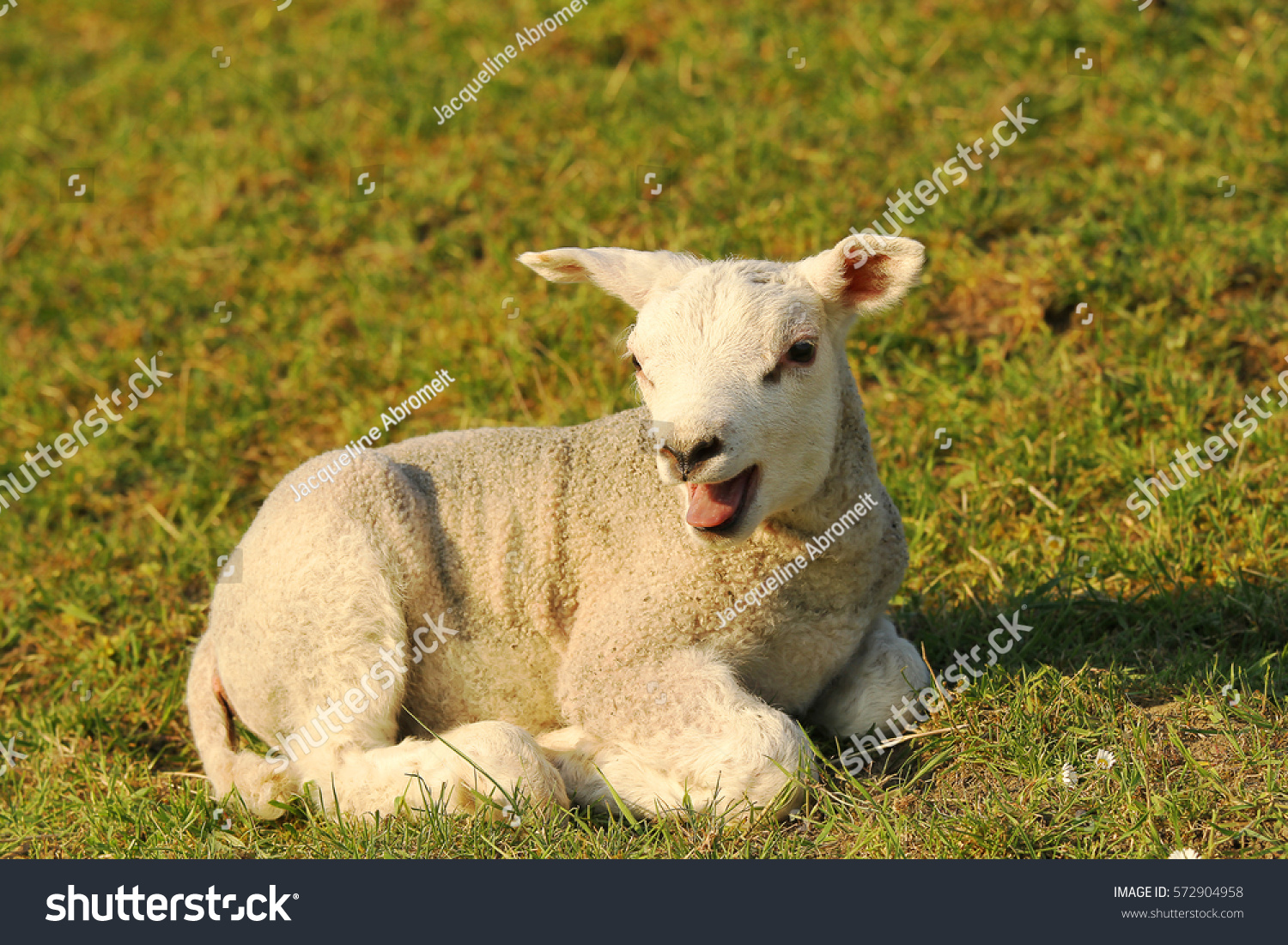 Cute Baby Lamb Lying On Grass Bleating Ez Canvas