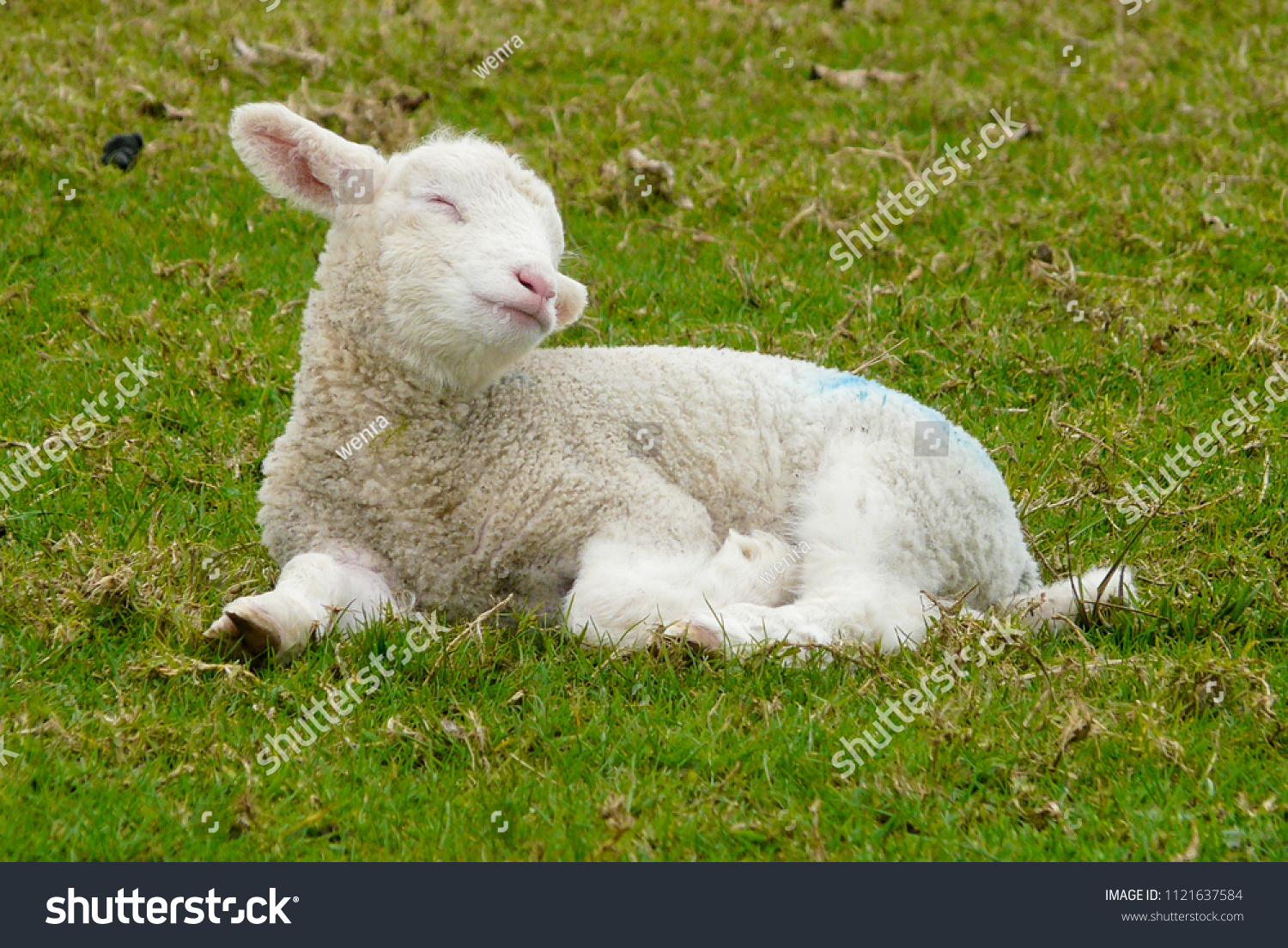 Cute Baby Lamb On Farm Stock Photo Edit Now 1121637584 Shutterstock