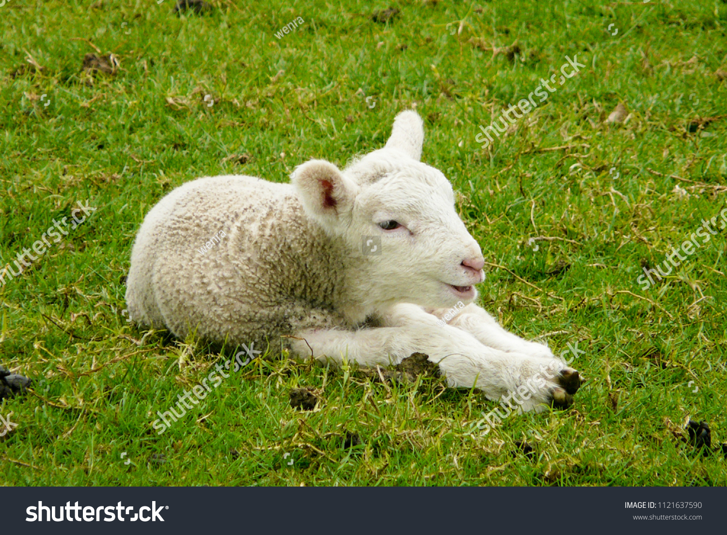 Cute Baby Lamb On Farm Stock Photo Edit Now 1121637590 Shutterstock