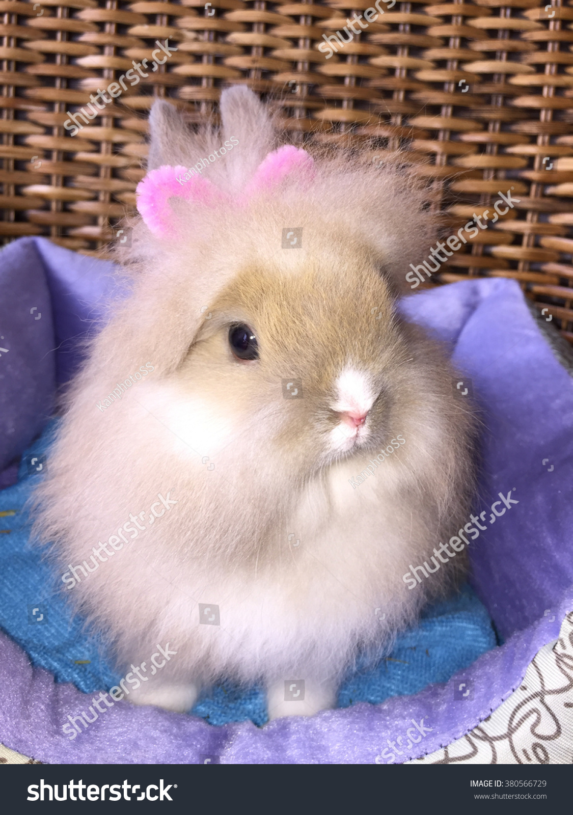 Cute Baby Lionhead Bunny Stock Photo Edit Now 380566729