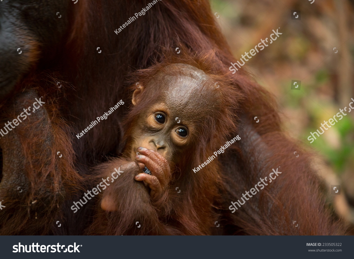 Cute Baby Orangutan South Borneo Indonesia Stock Photo Edit Now