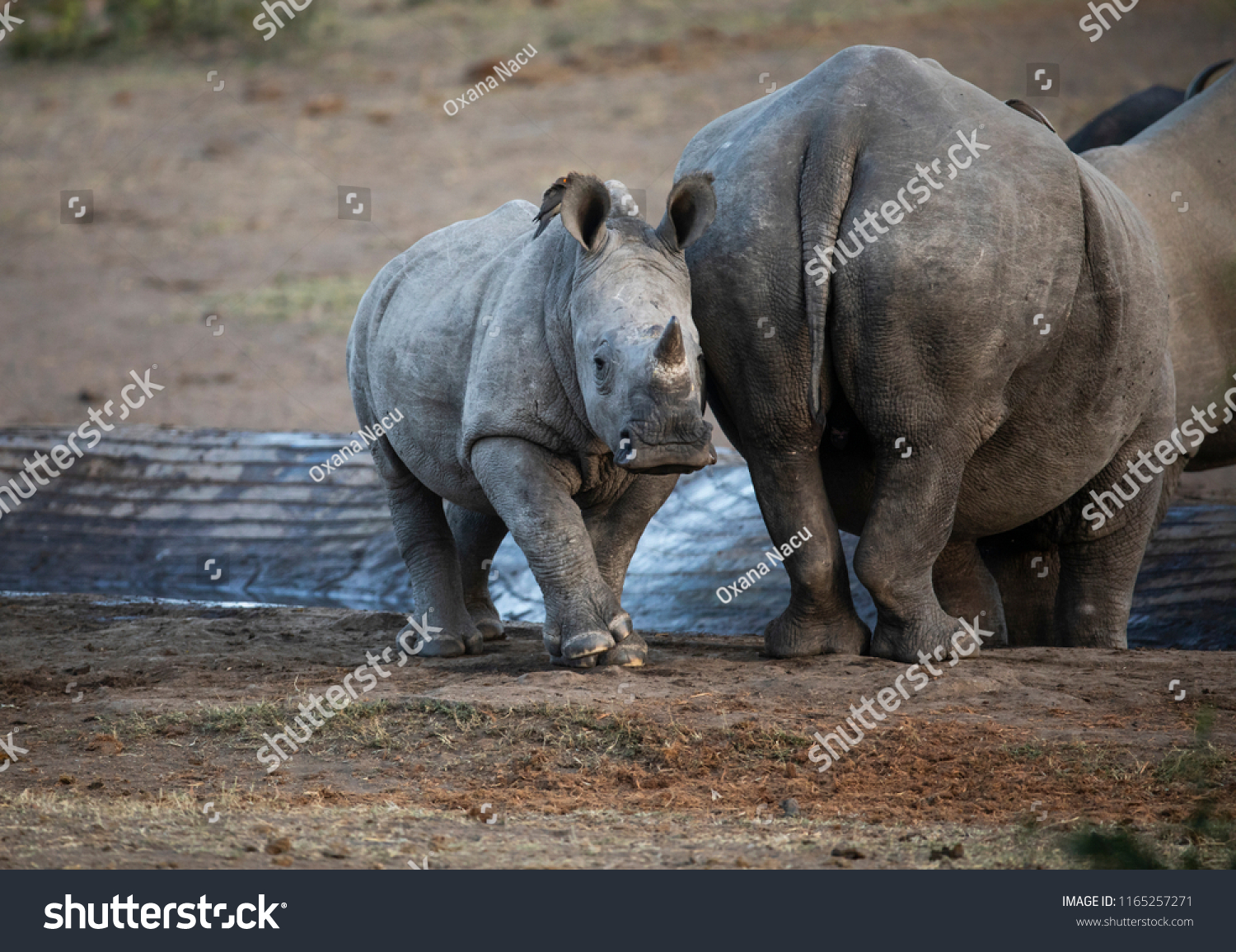 Cute Baby Rhino Stock Photo Edit Now 1165257271 Shutterstock