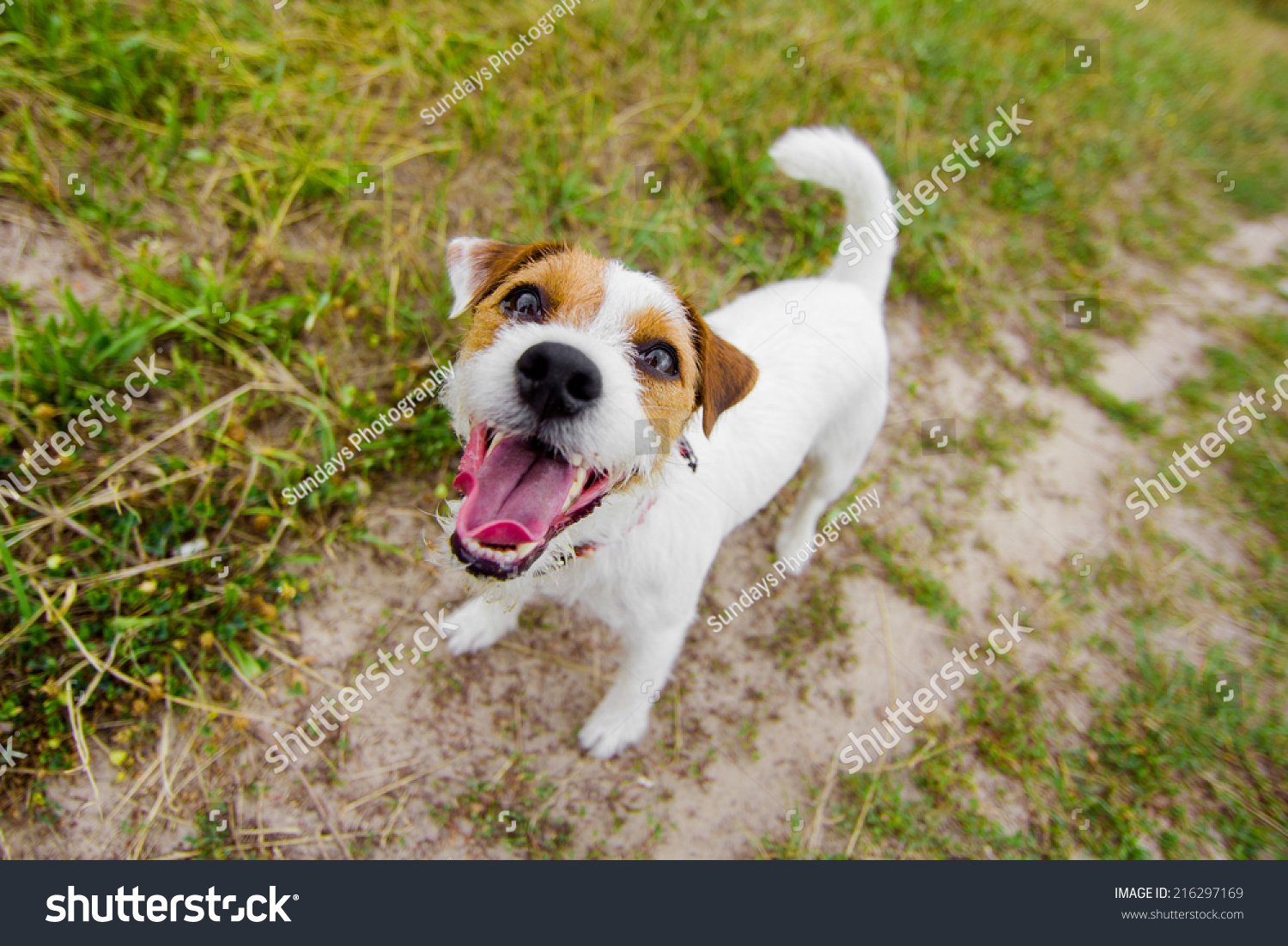 965 Barking jack russell terrier Images, Stock Photos & Vectors