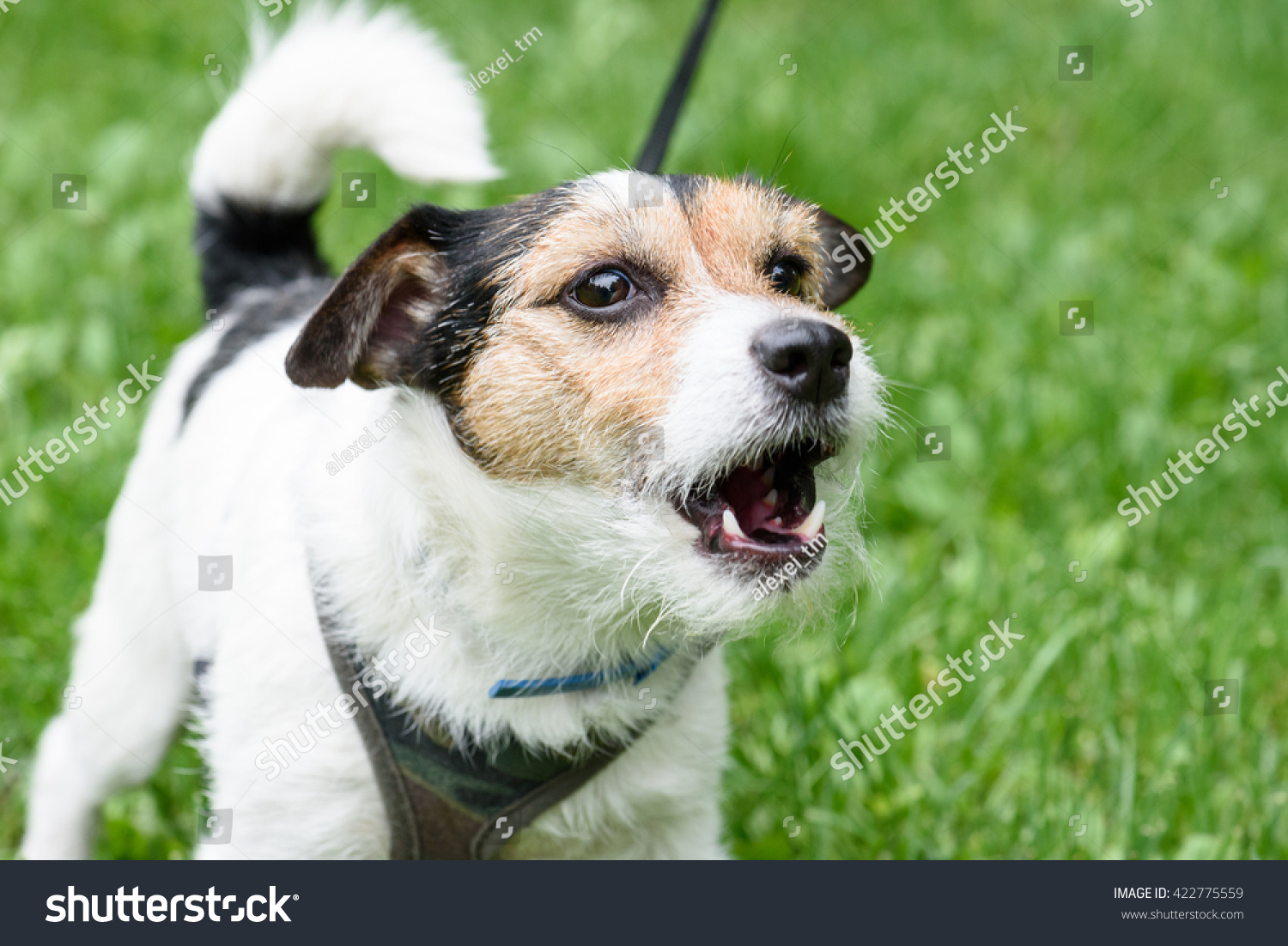 2,497 Dog barking leash Images, Stock Photos & Vectors | Shutterstock