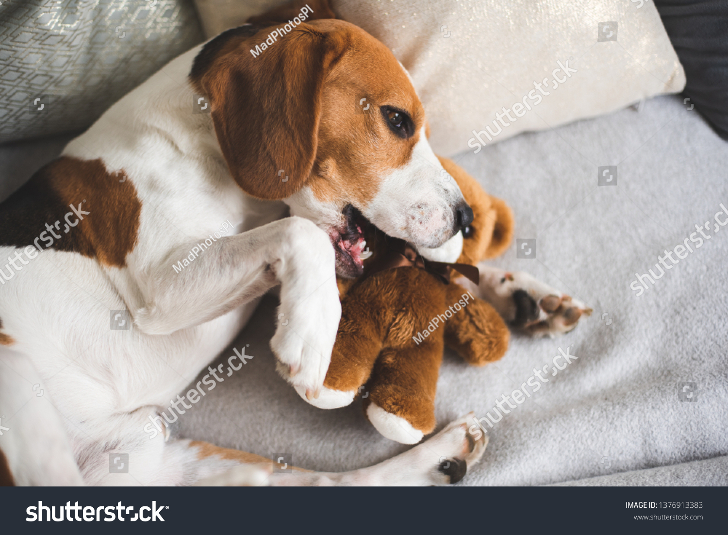 beagle teddy