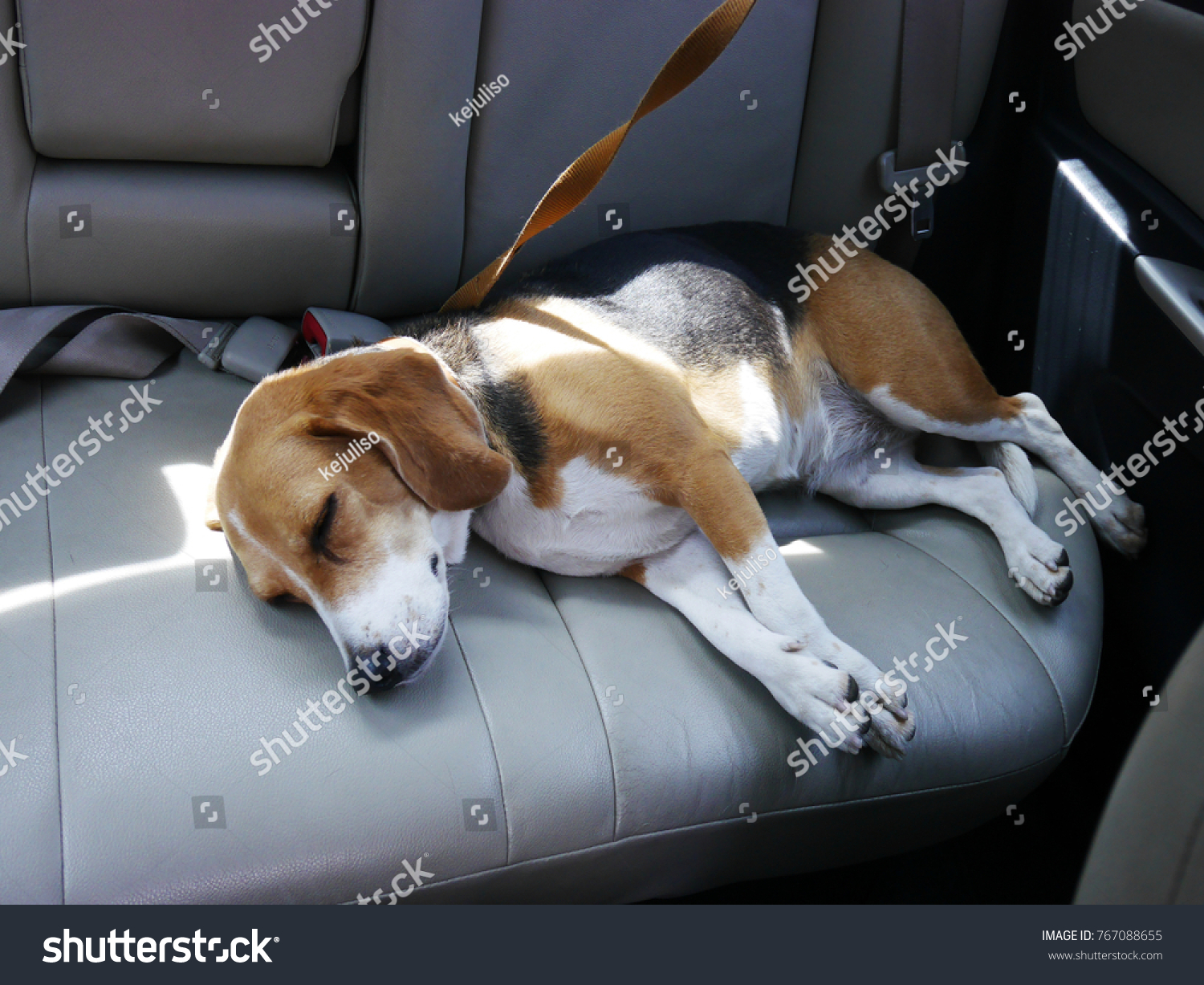 車で寝ているかわいいビーグル犬 の写真素材 今すぐ編集