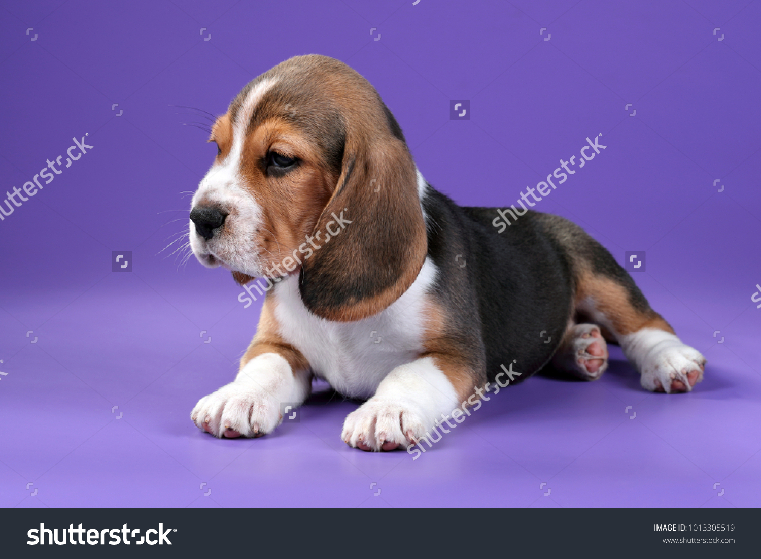 lilac beagle puppies