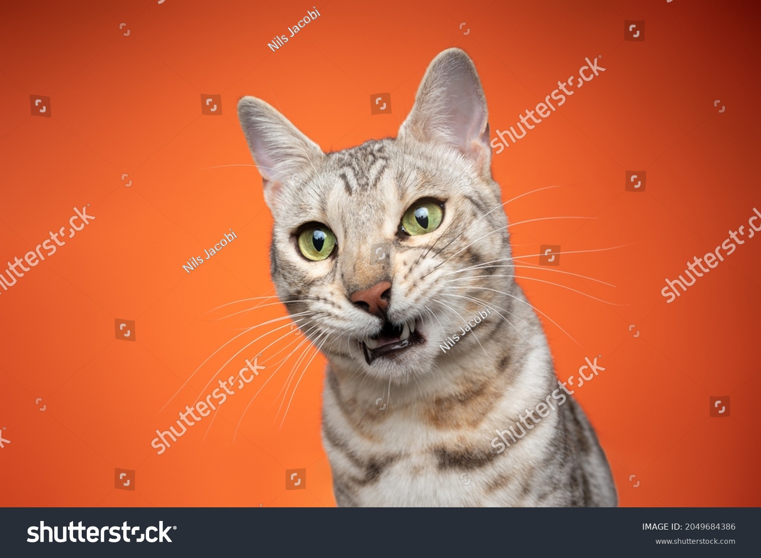 Cute Bengal Cat Making Funny Face Stock Photo (Edit Now) 2049684386