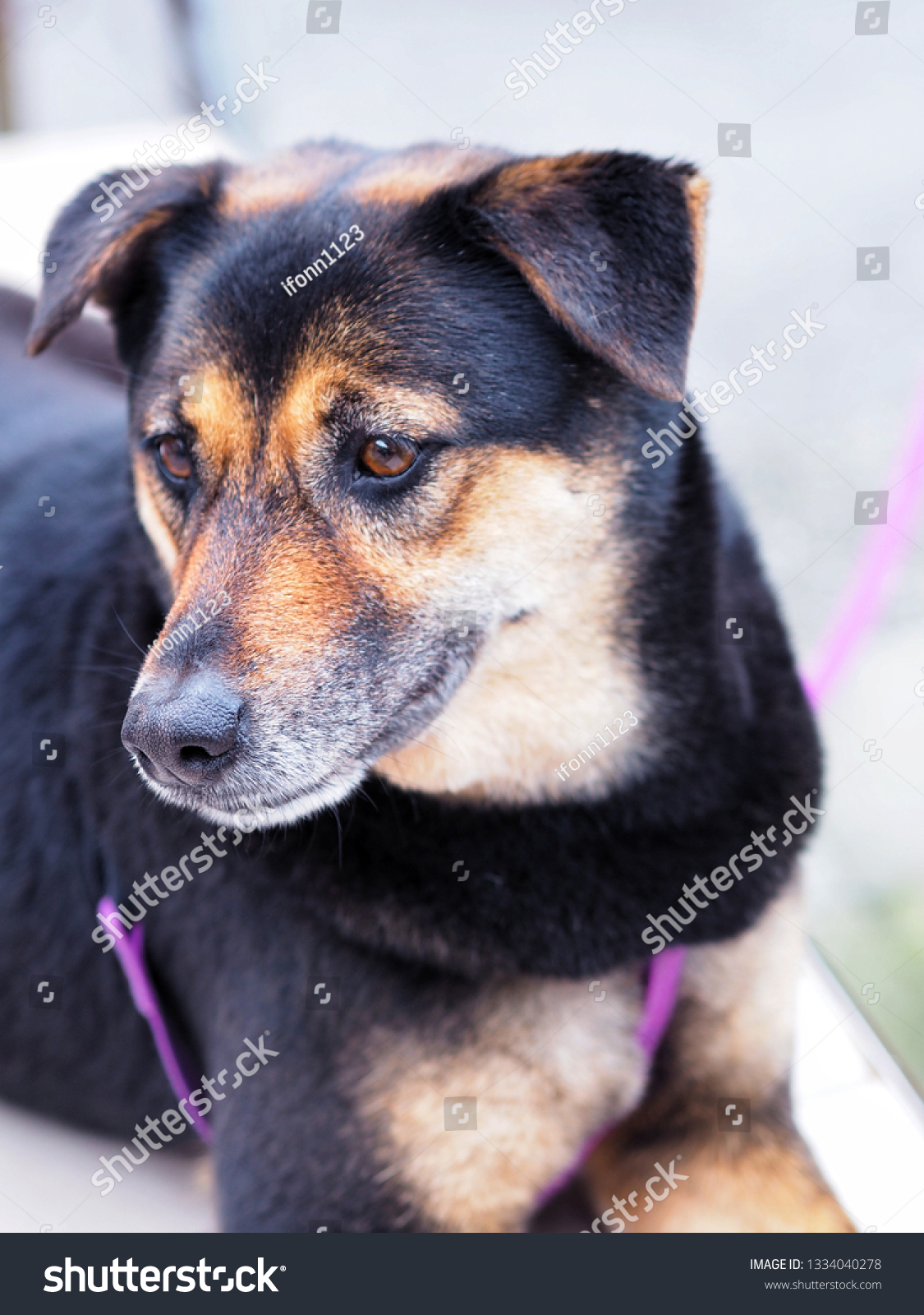 Cute Black Brown Huntaway Dog Laying Animals Wildlife Stock Image 1334040278