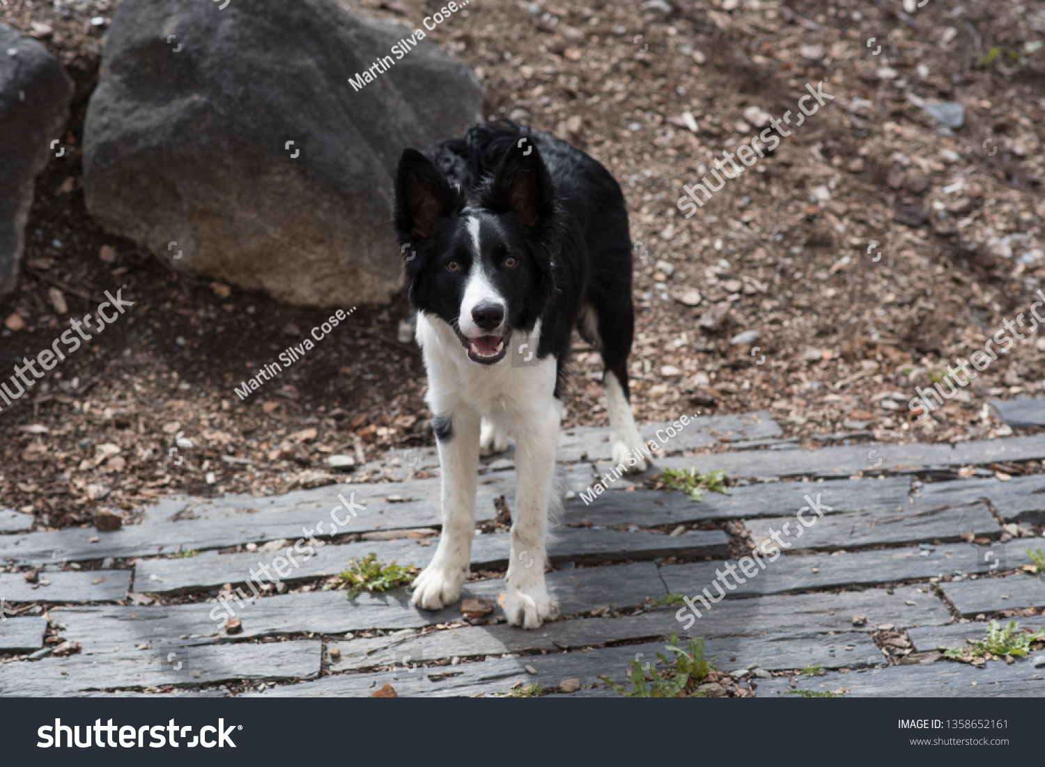 Cute Black White Border Collie Puppy Stock Photo Edit Now 1358652161