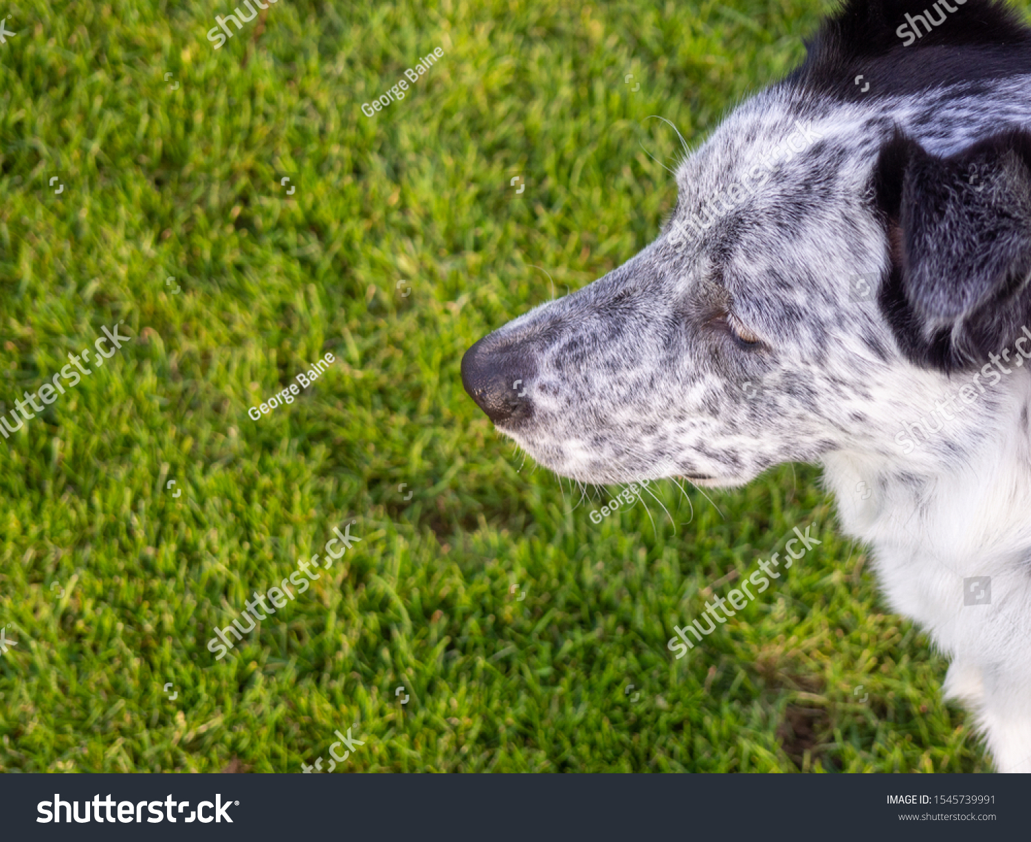 Cute Black White Spotty Dog Puppy Stock Photo Edit Now 1545739991