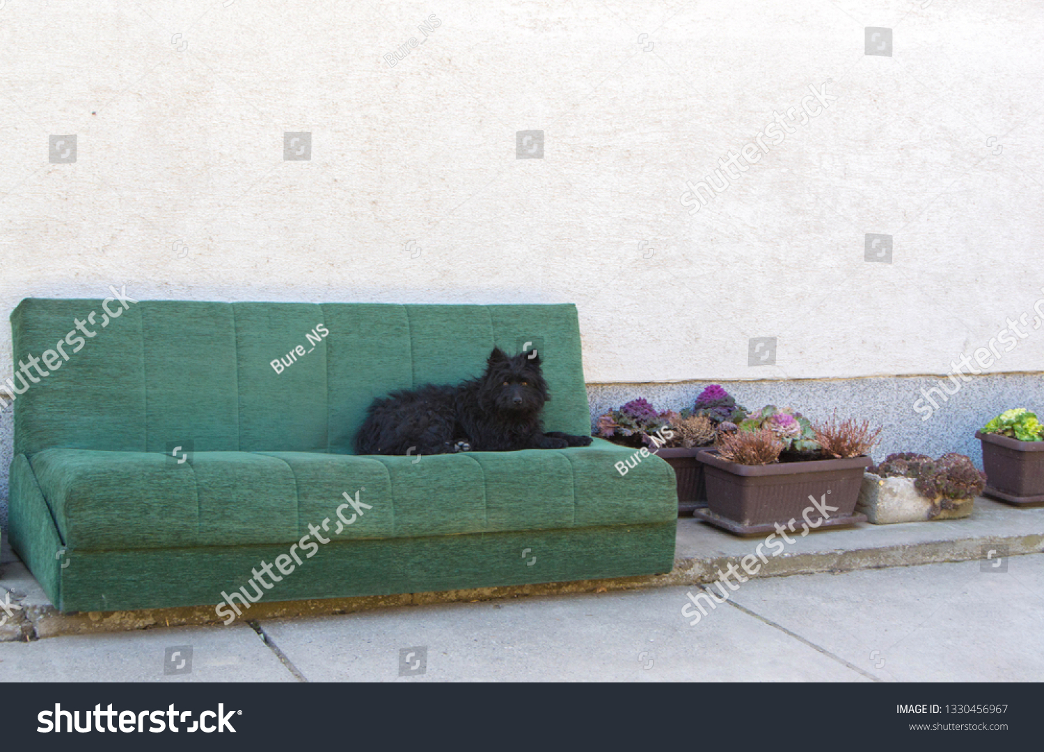 black dog sofa