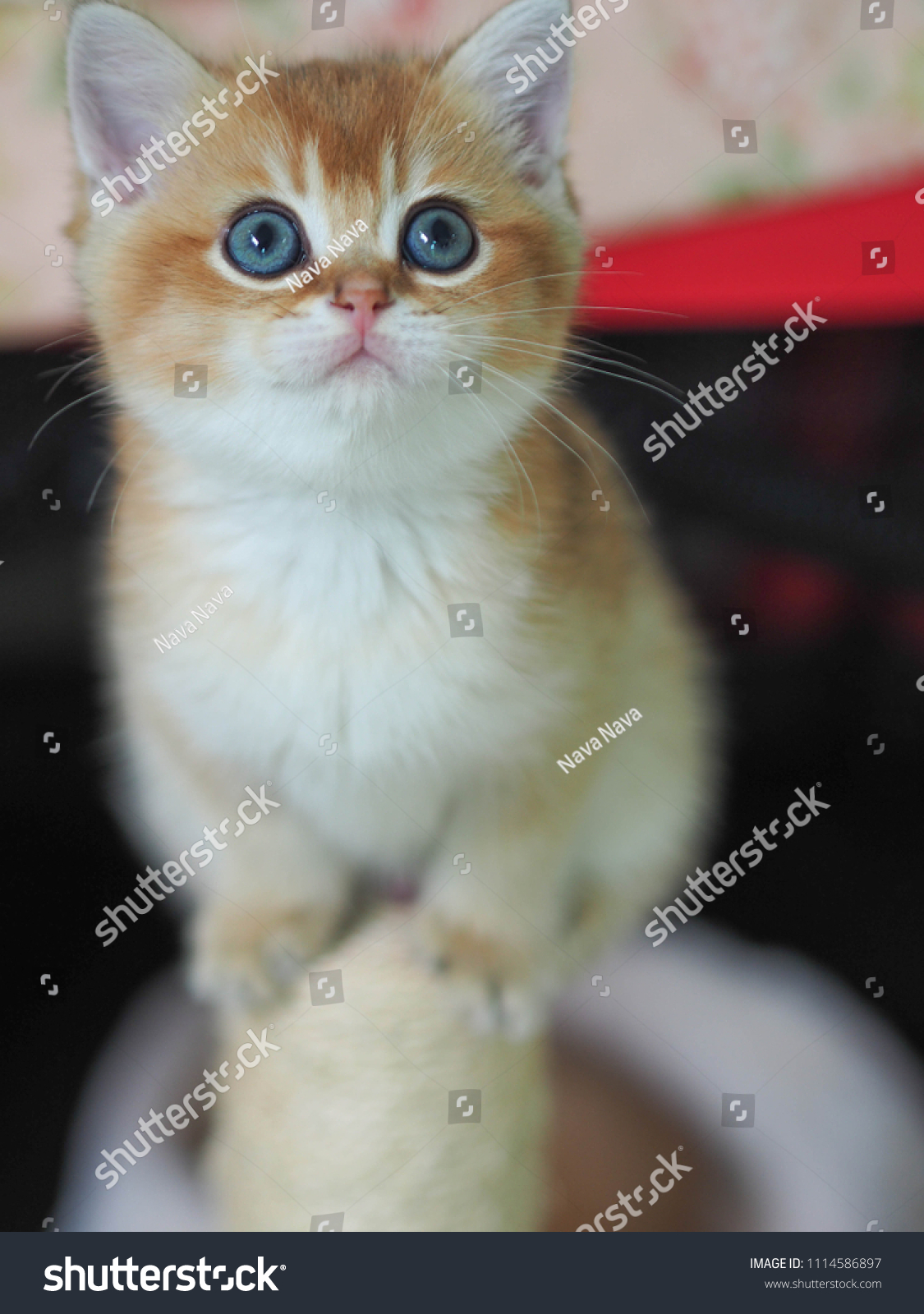 Cute Black Golden British Shorthair Kitten Stock Photo Edit Now