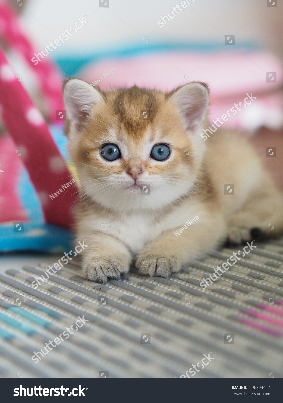 Cute Black Golden British Shorthair Kitten Stock Photo Edit Now