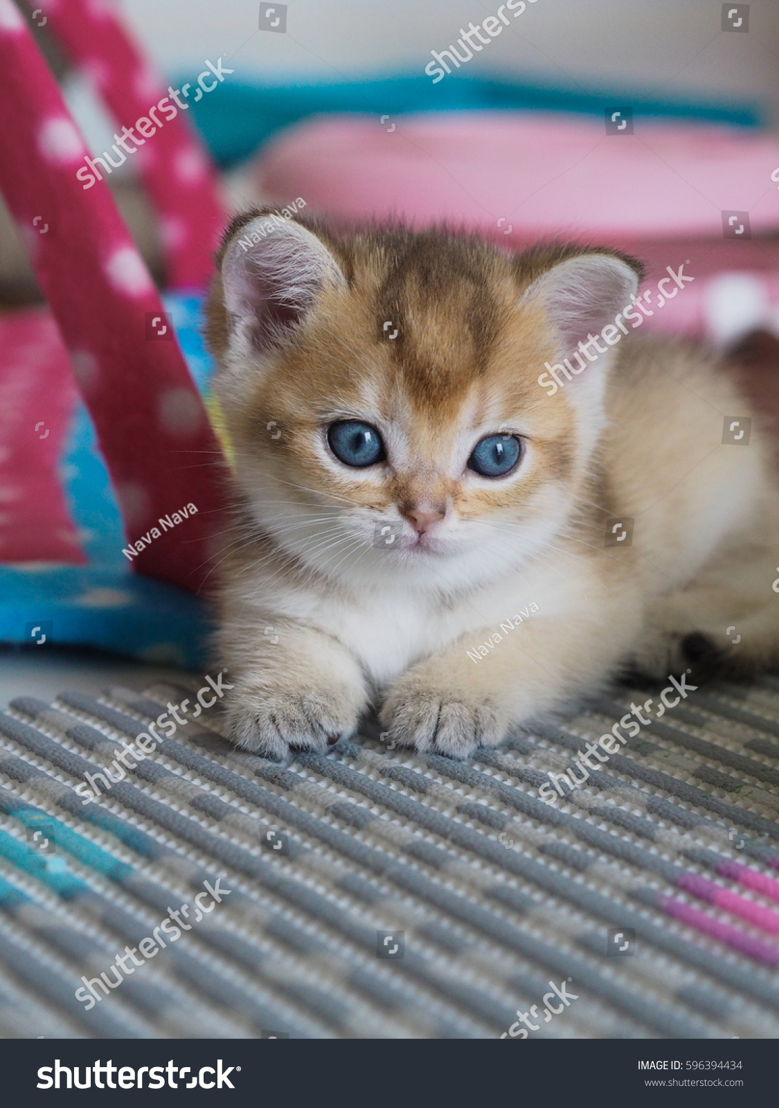 Cute Black Golden British Shorthair Kitten Animals Wildlife