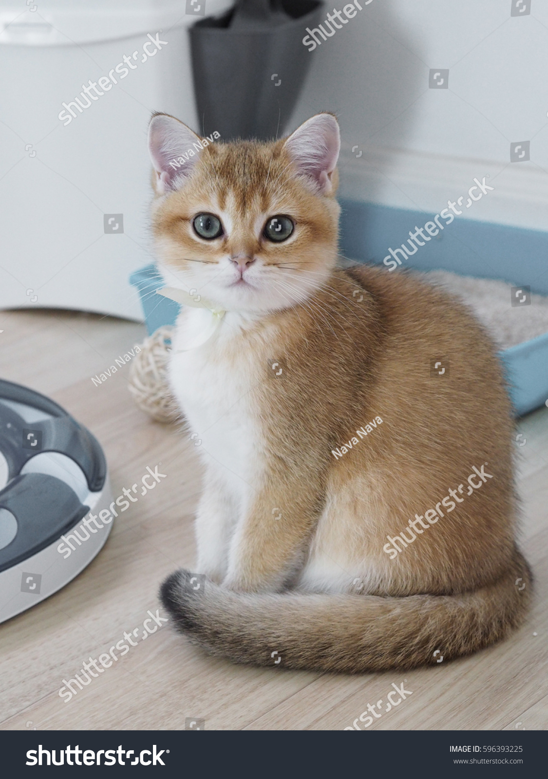 Cute Black Golden British Shorthair Kitten Stock Image Download Now