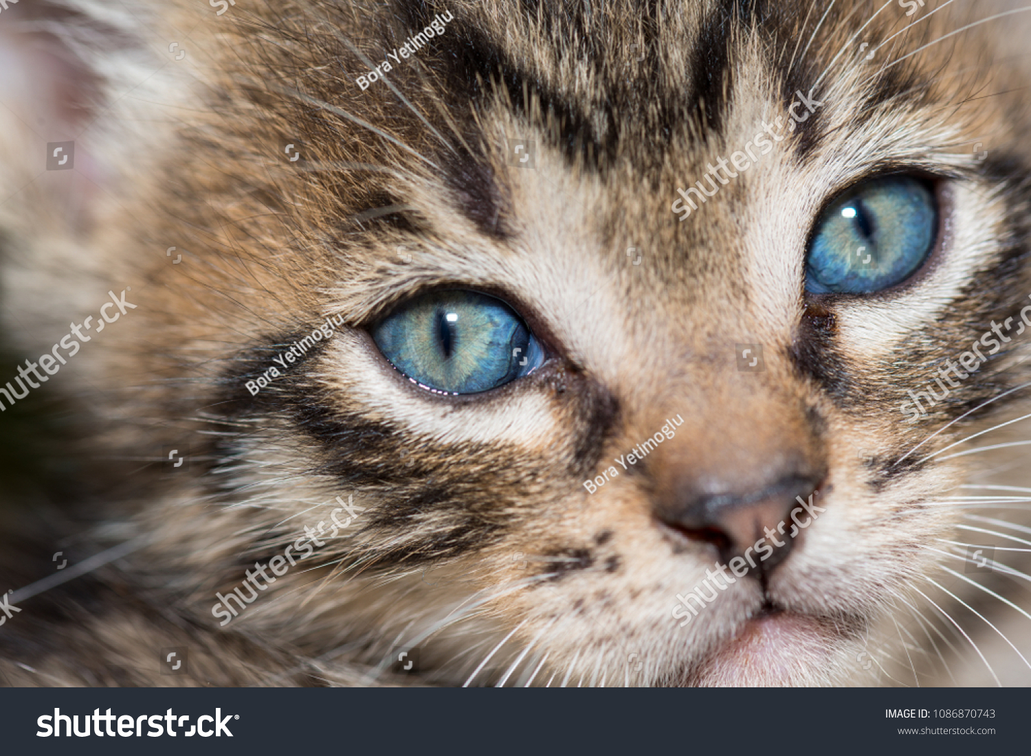 Cute Blue Eyes Baby Cat Stock Photo Edit Now