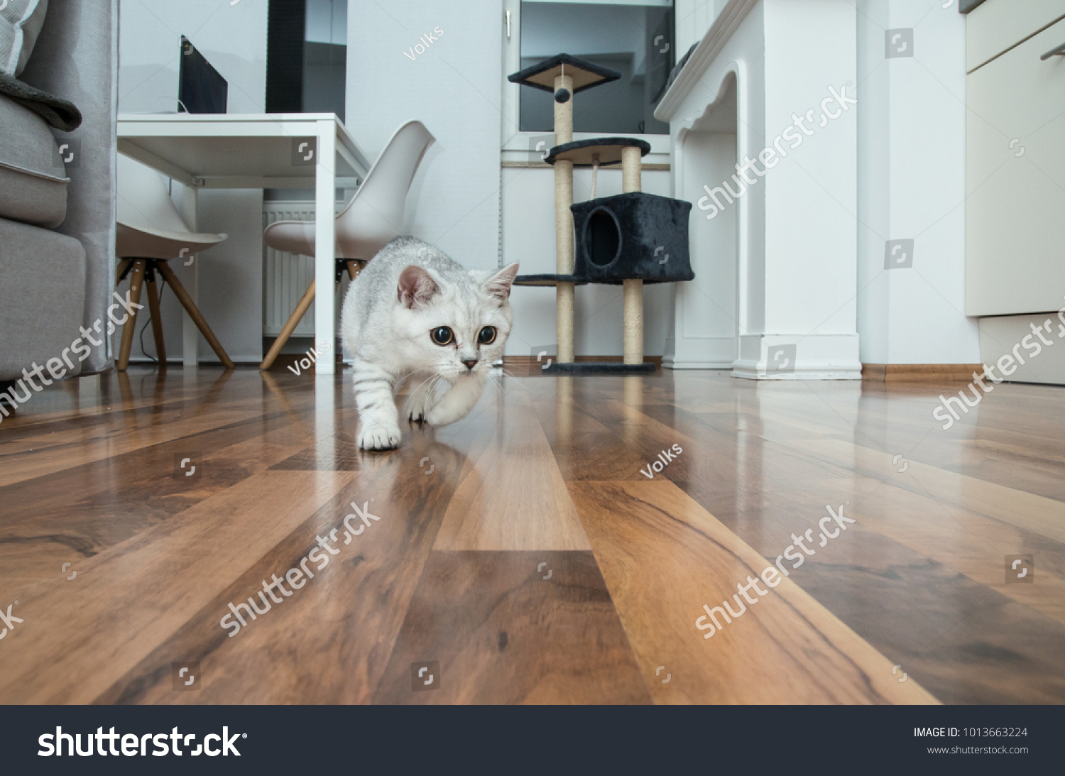 Cute British Shorthair Female Kitten Three Stock Photo Edit Now