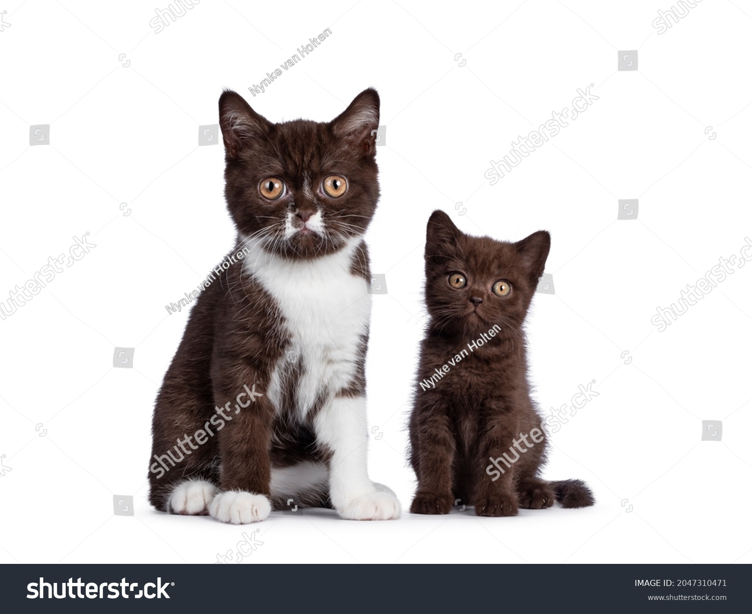 355 835 Brown White Cat Images Stock Photos Vectors Shutterstock   Stock Photo Cute Brown And Brown With White British Shorthair Cat Kittens Sitting Beside Each Other Looking 2047310471 