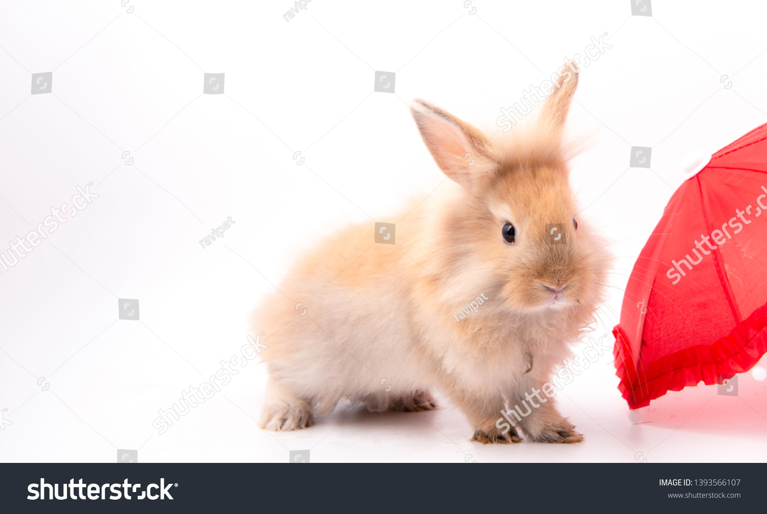 small fluffy bunny toy