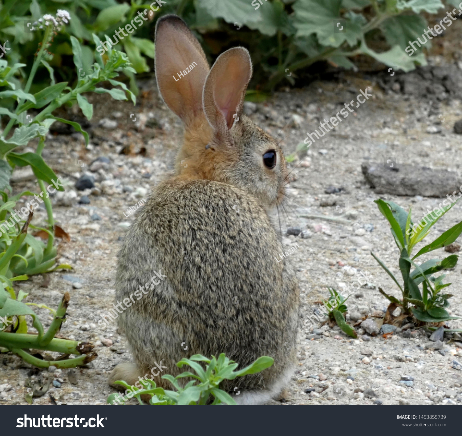 The southern bunny