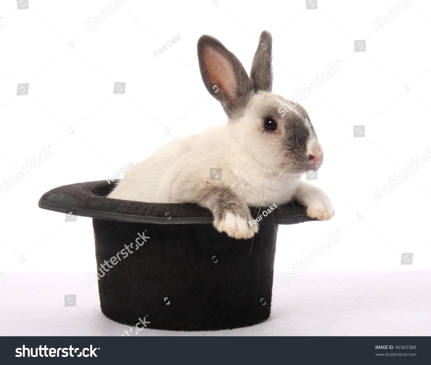 Cute Bunny Rabbit Climbing Out Black Stock Photo 46365388 - Shutterstock