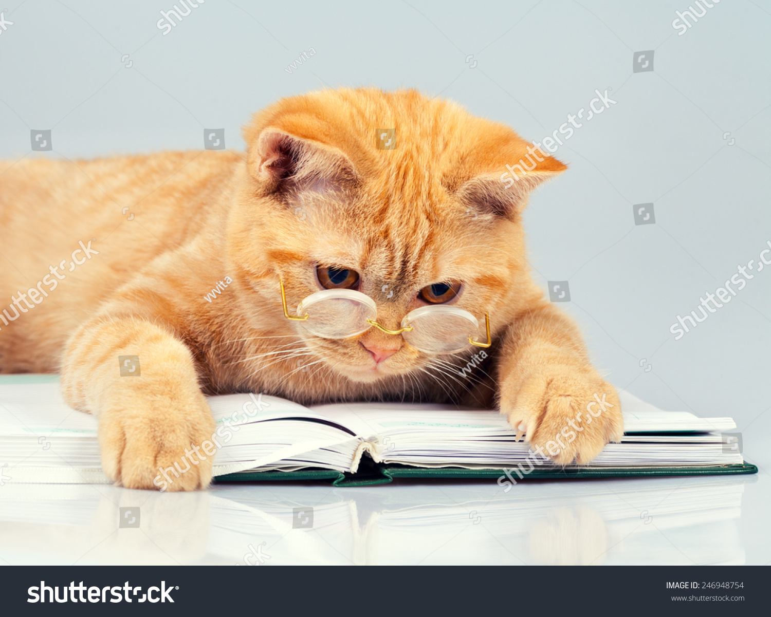 Cute Business Cat Wearing Glasses Reading Notebook (Book) Stock Photo ...