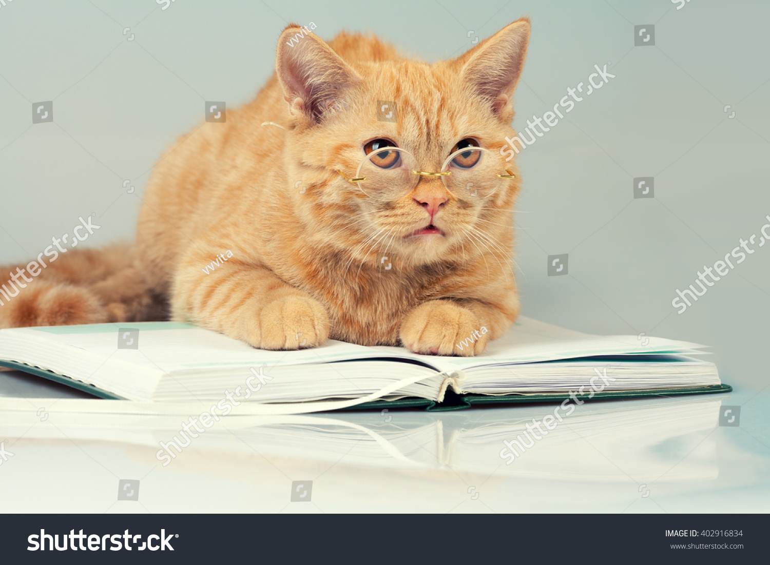 Cute Business Cat Wearing Glasses Reading Stock Photo 402916834 ...