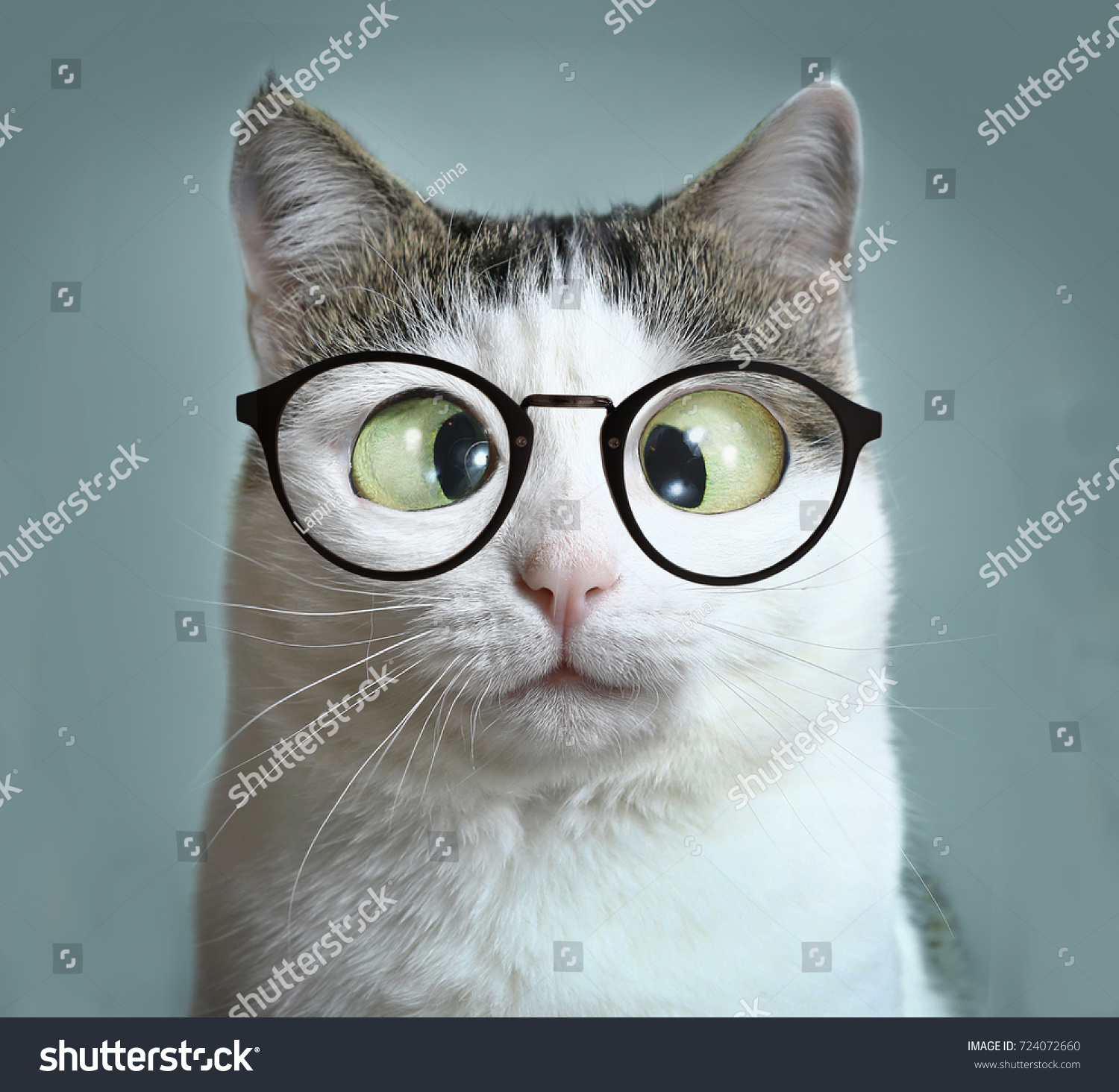 Close Up Cat Pictures Meme