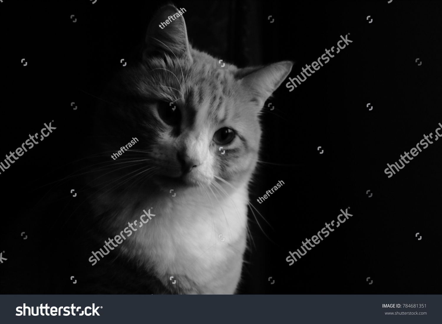 Cute Cat Shadowon Balck Background Stock Photo 784681351 | Shutterstock