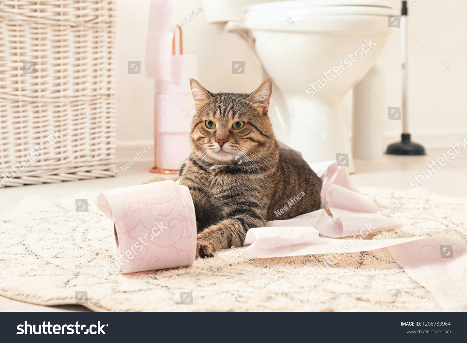 Cute Cat Playing Roll Toilet Paper Stock Photo Edit Now 1206783964