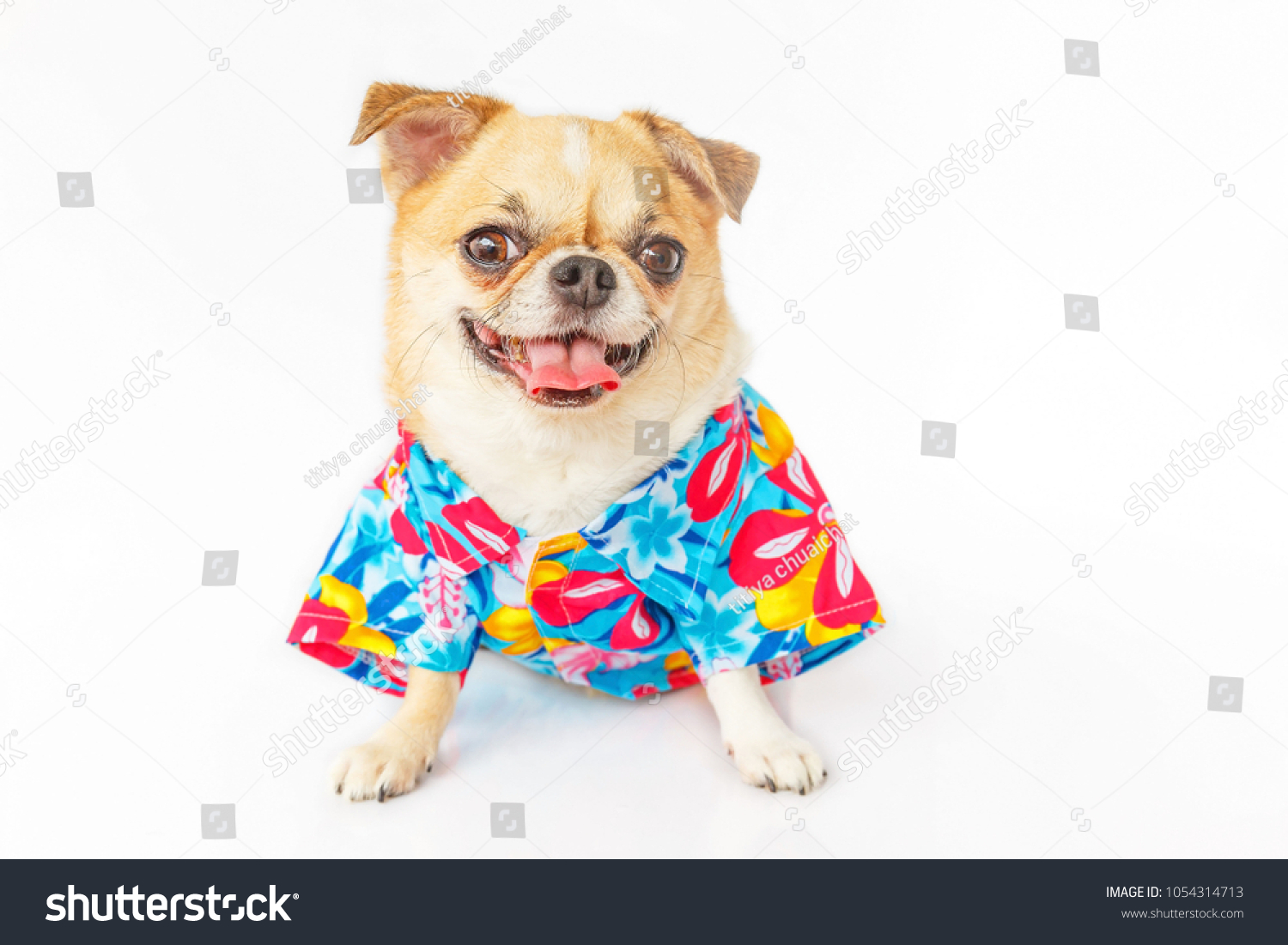 chihuahua hawaiian shirt