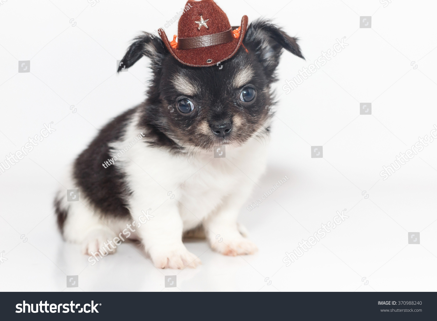 chihuahua in cowboy hat