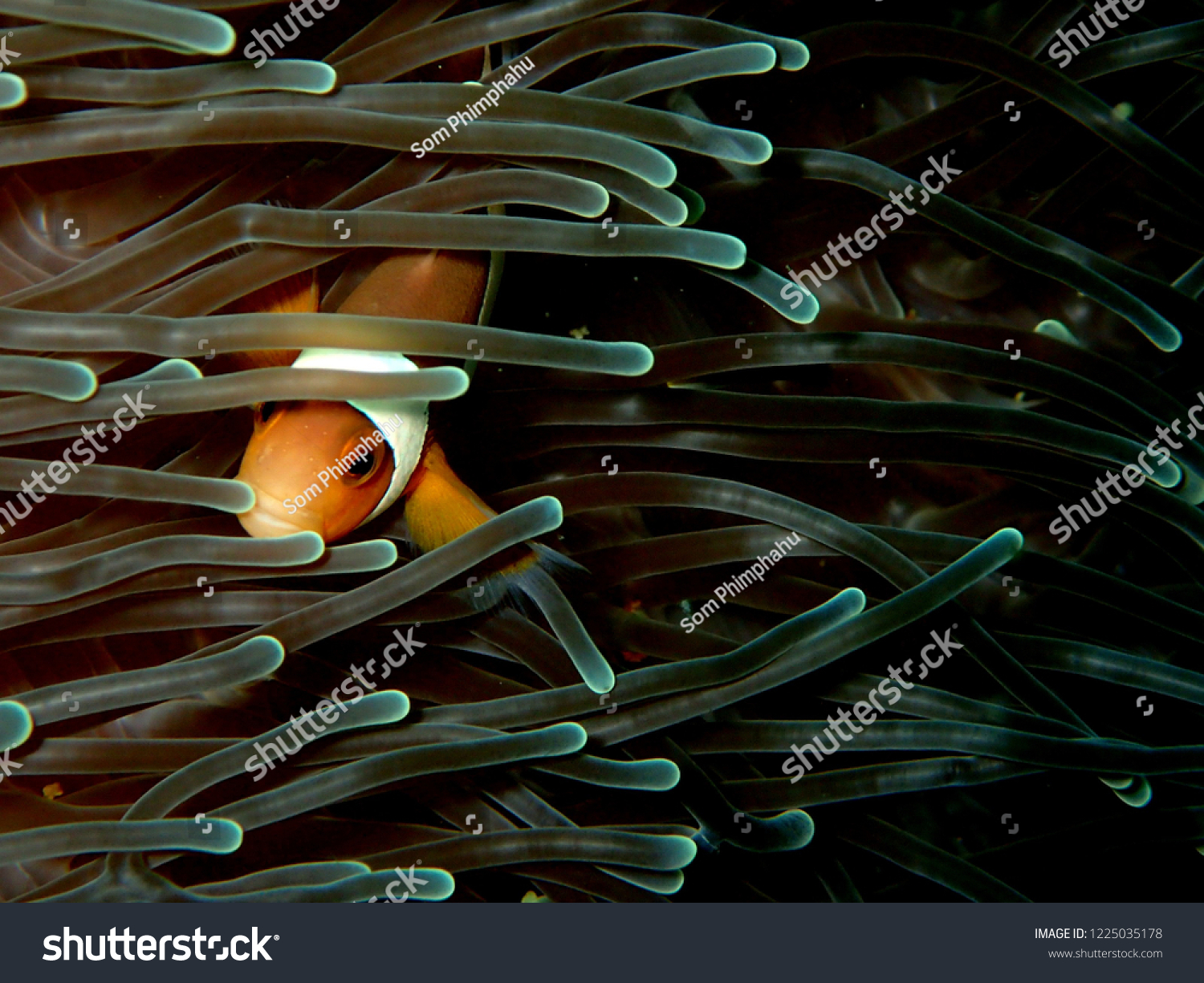 Cute Clownfish Andaman Ocean Thailand Stock Photo 1225035178 | Shutterstock