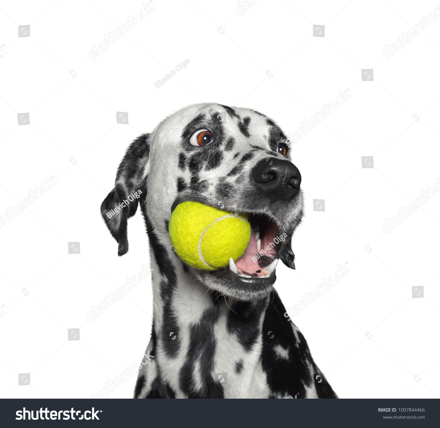 yellow dog ball