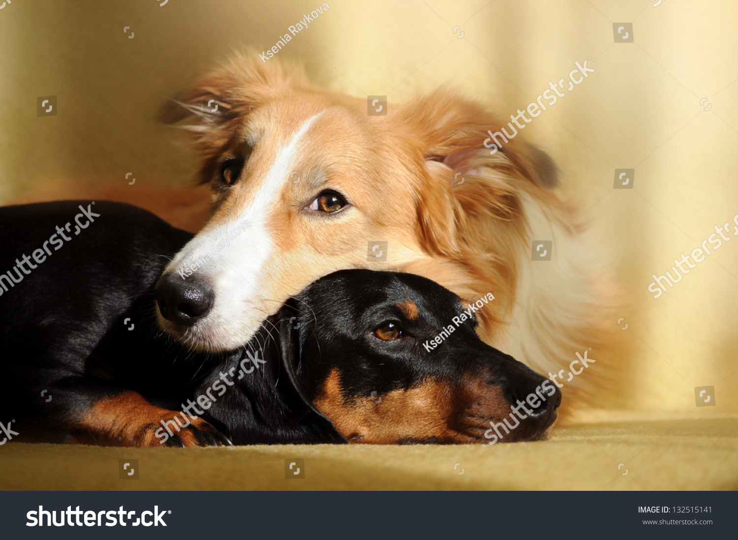 border collie dachshund