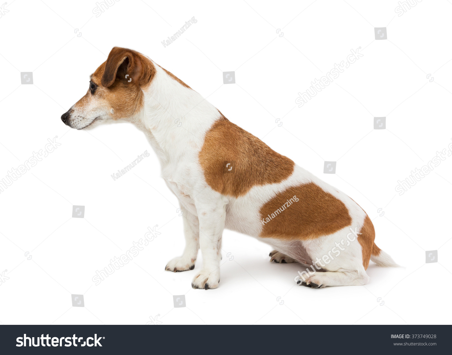 かわいい犬のジャック ラッセル テリアが横を向いて横顔で座っている 品種比の完璧な代表 白い背景 の写真素材 今すぐ編集