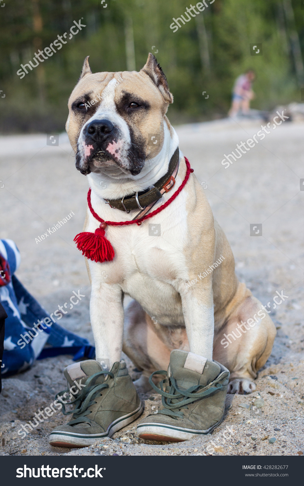 dog shoes for the beach