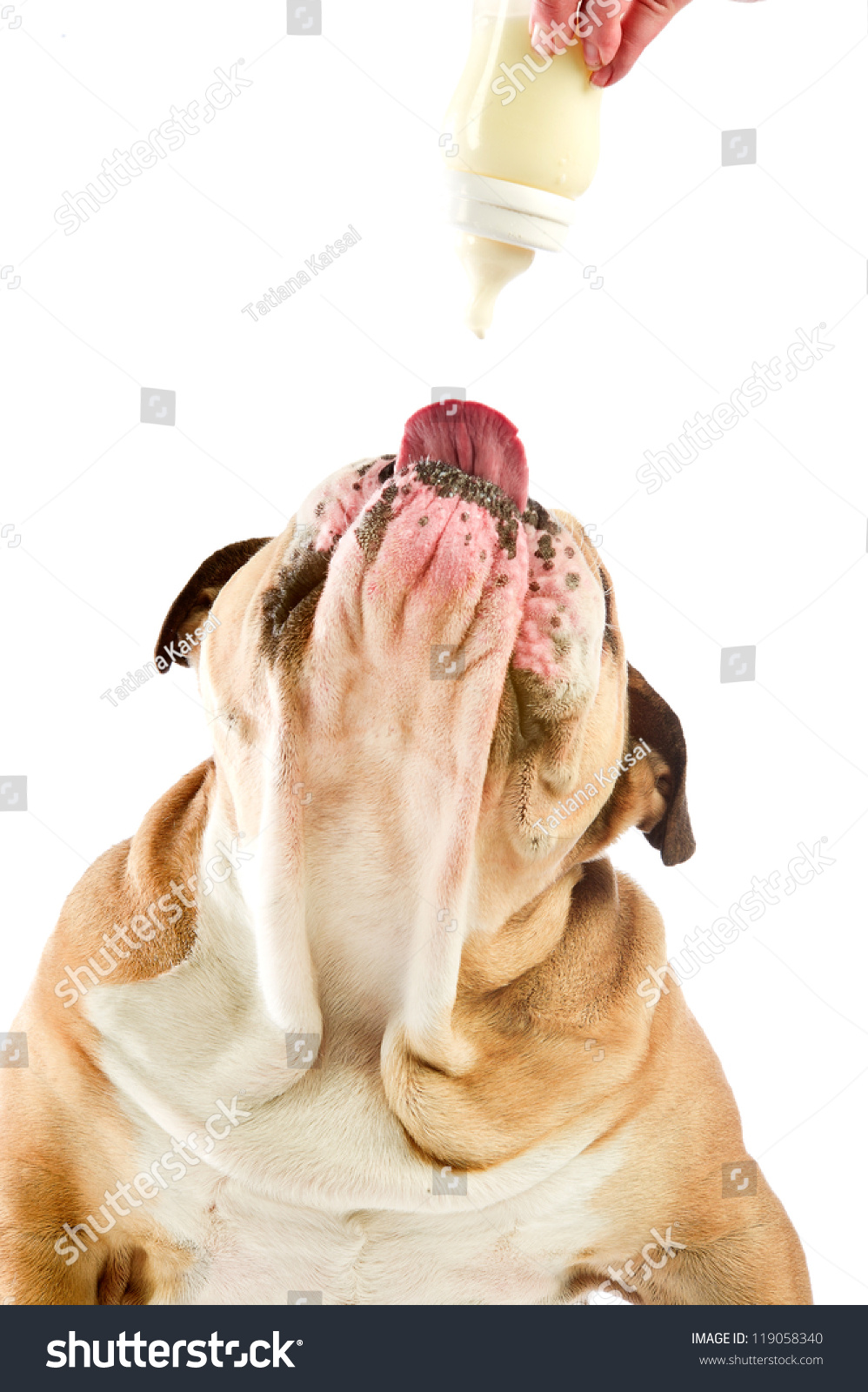 Cute English Bulldog Dog Portrait Drinking Stock Photo Edit Now