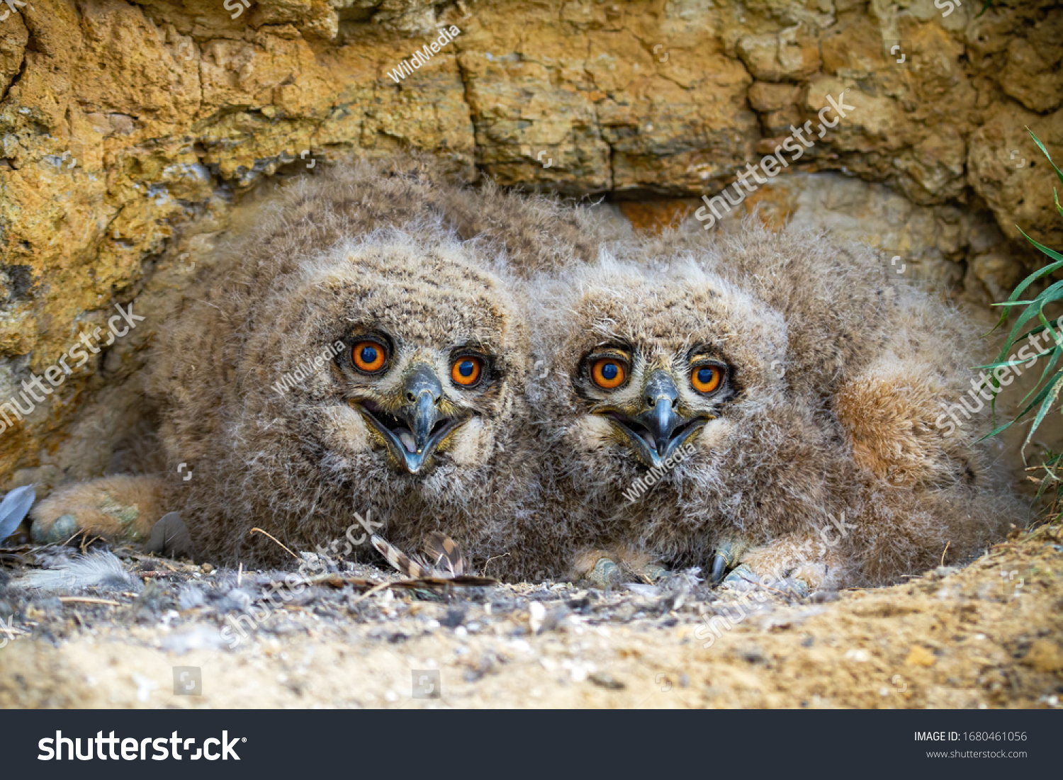 かわいいユーラシアのワシフクロウ ブボブボ 崖の岩の下に隠れ カメラに向かっている若者 自然の中で 正面から見ると 小さな夜行性の鳥が巣にくちばしを開く の写真素材 今すぐ編集