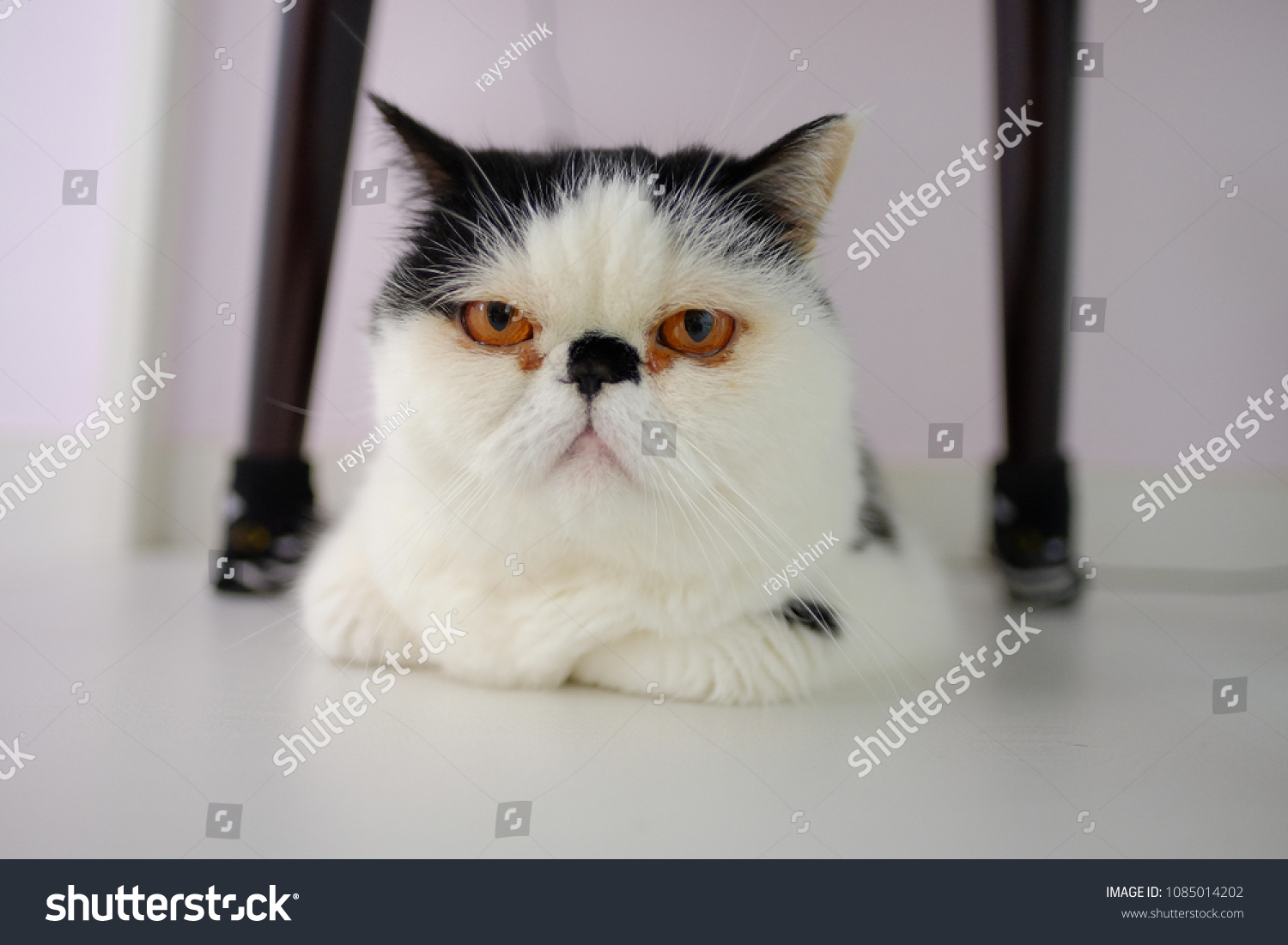 Cute Exotic Shorthair Cat Persian Kitten Stock Photo Edit Now