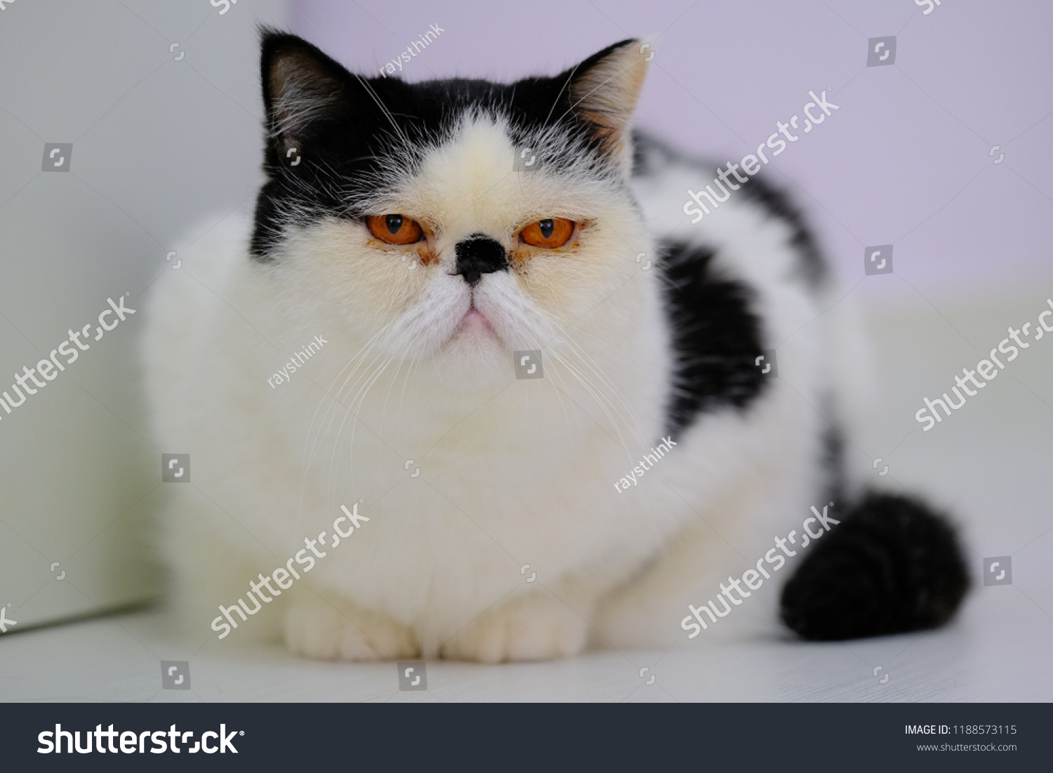 Cute Exotic Shorthair Cat Persian Kitten Stock Photo Edit Now